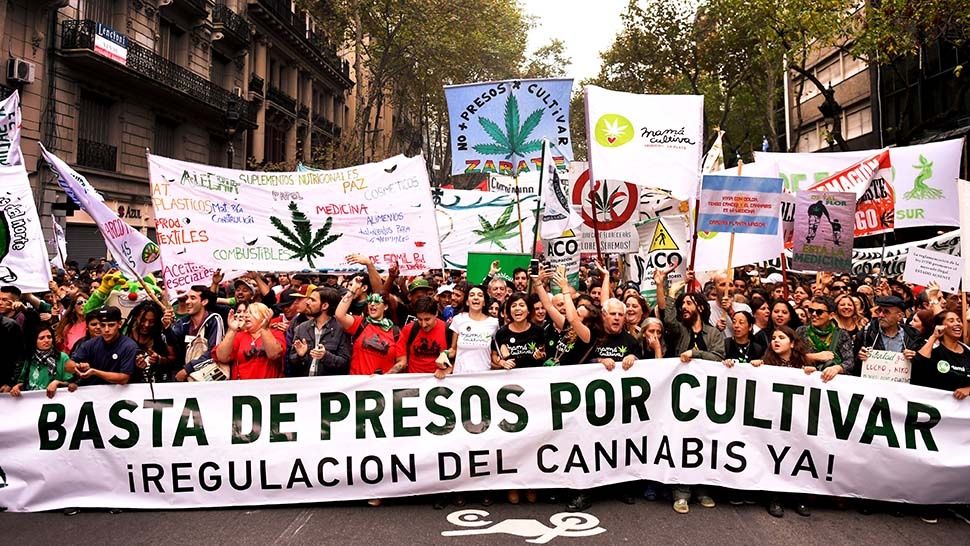 cannabis.cultivos