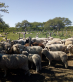 La mesa ovina Entre Ríos analizó proyectos productivos por más de 37 millones de pesos