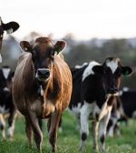 El peso promedio de las vacas para carne es el más alto de los últimos 100 años