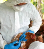 Gripe aviar: Argentina se declaró libre de la enfermedad