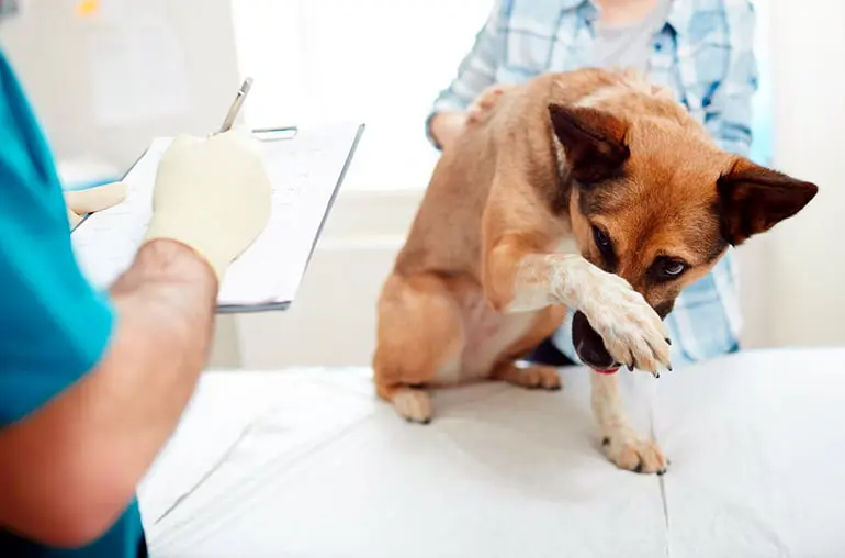 perro-en-veterinario-para-castracion