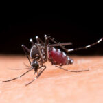En la última semana se notificaron 2.072 nuevos casos de dengue
