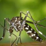 Notifican más de mil casos de dengue en Entre Ríos