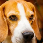 Continúa la campaña gratuita de esterilización canina en Victoria