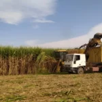 Alerta en el norte por la aparición de azúcar importada de Brasil en supermercados de CABA