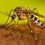 Confirmaron un caso de dengue en Entre Ríos