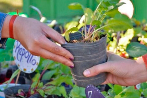 ECO CANJE EN BARRIO ABADÍA