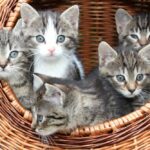 Castraciones gratuitas de felinos en Victoria
