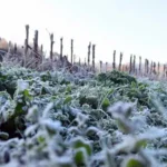 Ola polar en Entre Ríos: anticipan mínimas bajo cero para este martes