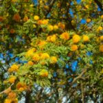 El museo provincial Antonio Serrano celebrará el Día del Árbol Entrerriano