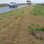Enlace Rosario-Victoria: se registraron 30 animales autóctonos muertos en un día