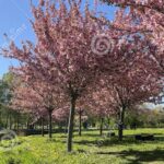 Tiempo en Entre Ríos: un domingo fresco y soleado anticipa una semana de jornadas primaverales
