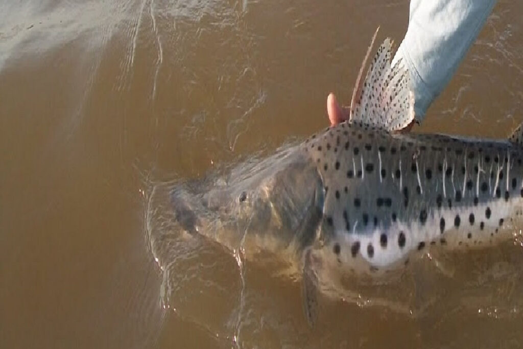 En Entre Ríos rige la veda para la pesca de surubí hasta el 15 de marzo Cazanoticias