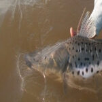 En Entre Ríos rige la veda para la pesca de surubí hasta el 15 de marzo