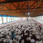 Las exportaciones de carne aviar crecieron 8% interanual