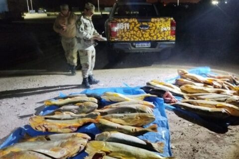 Decomisan más de 400 kilos de pescado en un operativo de control en Entre Ríos