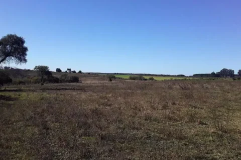 Las empresas extranjeras que poseen los grandes campos en Entre Ríos