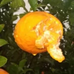 Declaran emergencia agropecuaria para productores de citrus del norte de Entre Ríos