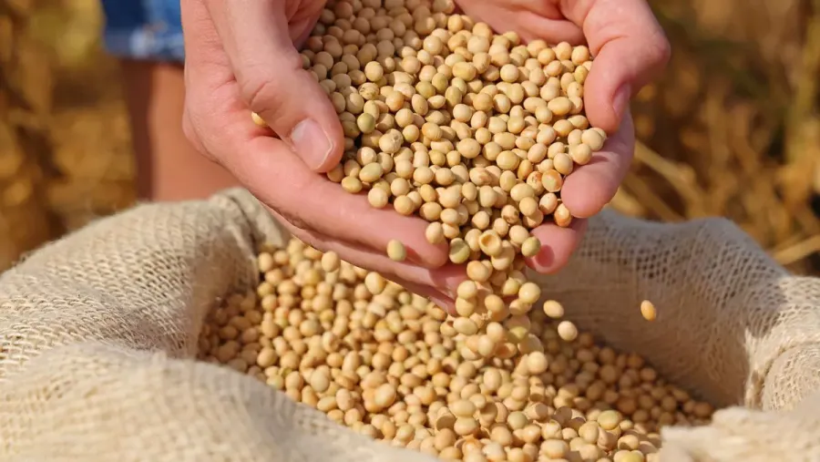 Por más que Milei rebaje impuestos, queda pendiente luchar contra una evasión récord en Latinoamérica Opinión