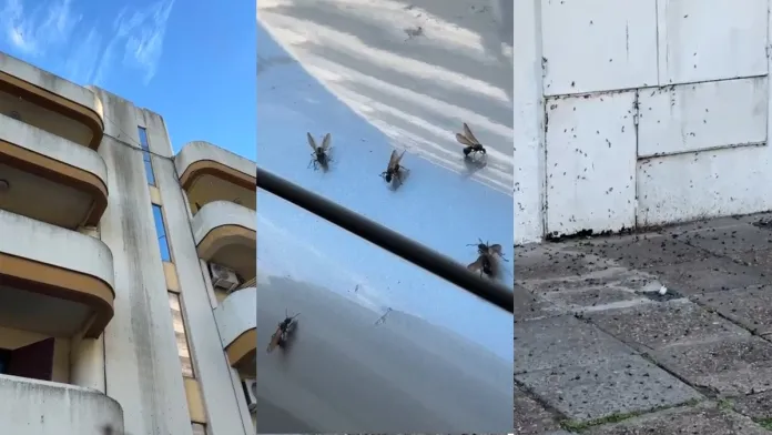 Invasión de hormigas voladoras en una zona del centro de Paraná Interés General