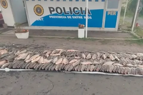 Incautan media tonelada de sábalo en Entre Ríos