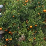 Citricultores de Entre Ríos piden “una reforma laboral que favorezca al productor y al trabajador”