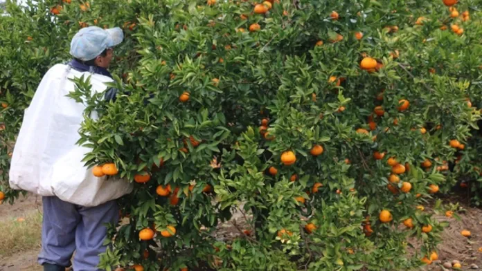 Citricultores de Entre Ríos piden “una reforma laboral que favorezca al productor y al trabajador” Cazanoticias