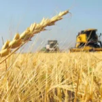 Aumentaron las ventas de trigo y maíz: qué sucede con la soja