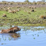 La Justicia confirmó el cese del desmonte y la recomposición ambiental en el Arroyo Perucho Verna en Colón