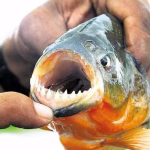 Alerta por ataques de palometas en el riacho Victoria