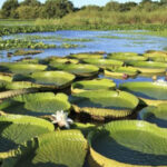 CONVERSATORIO SOBRE LA RESERVA DE HUMEDALES E ISLAS DE VICTORIA