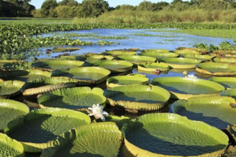 CONVERSATORIO SOBRE LA RESERVA DE HUMEDALES E ISLAS DE VICTORIA