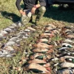 Caza menor: en una audiencia clave ONG cuestionan esta práctica atroz