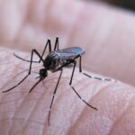 Chikungunya: se registraron 272 nuevos casos