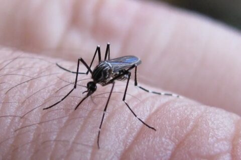 Chikungunya: se registraron 272 nuevos casos