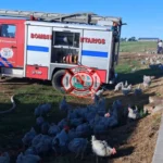 Voraz incendio destruyó un galpón avícola en Entre Ríos y causó una gran pérdida de animales