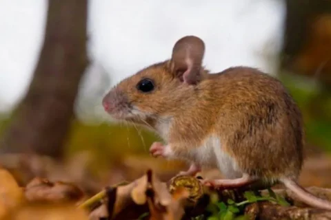Hantavirus en Entre Ríos: La provincia mantiene niveles de vigilancia ante el aumento de casos en la región