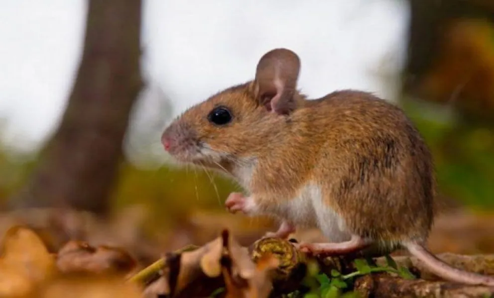 Hantavirus en Entre Ríos: La provincia mantiene niveles de vigilancia ante el aumento de casos en la región Interés General