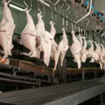 Principales faenas, consumo y precios: la actividad avícola sigue posicionando a la provincia