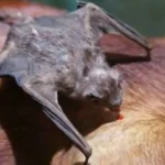 Confirmaron un caso de rabia paresiante y piden mejorar la vacunación del ganado