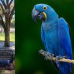 La Provincia fortalece la conservación de fauna junto a la Fundación Tekove Mymba