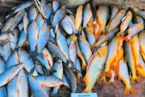 Decomisaron un cargamento ilegal de casi 200 pescados en Entre Ríos