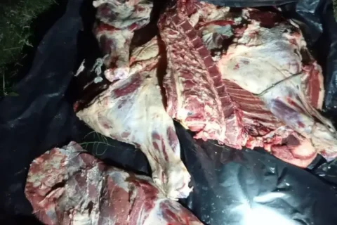 Hallaron una vaquilla faenada y oculta con nylon en un campo del norte entrerriano
