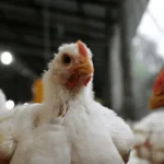 Gripe aviar: Argentina vuelve a exportar carne de pollo a Chile y Perú tras superar los controles sanitarios