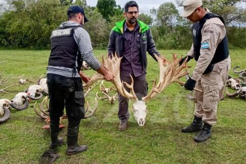 Allanaron un coto de caza de Gualeguaychú por presunto contrabando de fauna silvestre