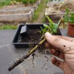 Charla-taller de jardinería para aprender a multiplicar plantas