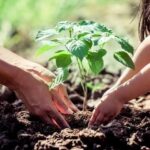 Plaza Moreno será escenario de una jornada de plantación comunitaria