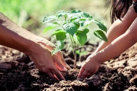 Plaza Moreno será escenario de una jornada de plantación comunitaria