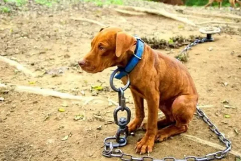 Condenaron a una mujer a prisión por maltrato animal
