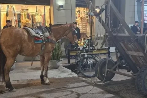 Secuestraron un caballo por maltrato animal y lo robaron de Zoonosis Municipal